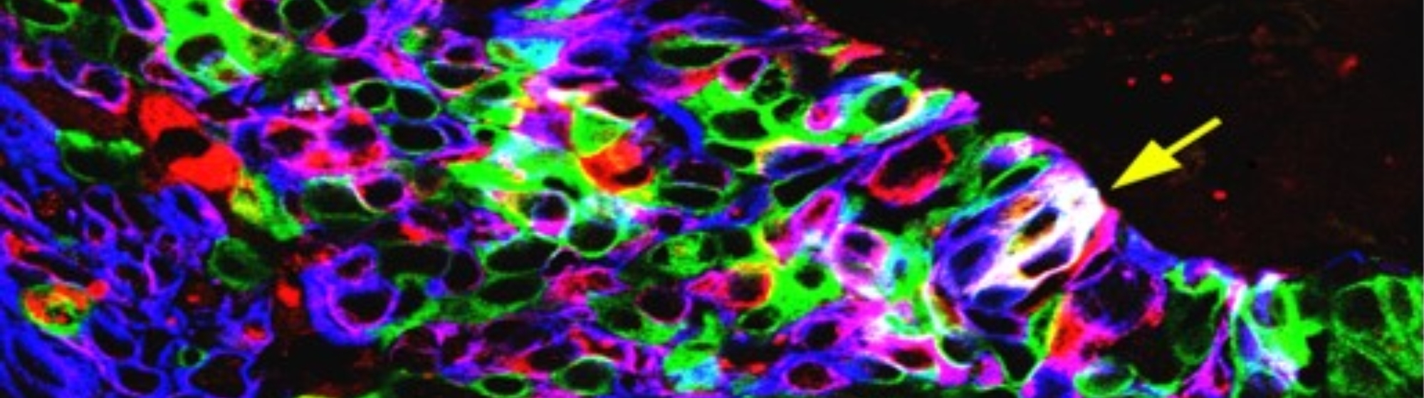 About The European Academy of Cancer Sciences